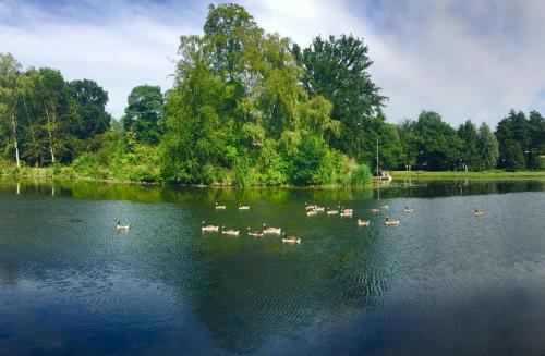 a group of ducks swimming in a lake at Hotel Royal in Bad Salzuflen