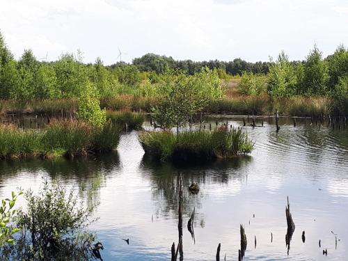 a large body of water with grass and trees at Haus am Moor in Rehden
