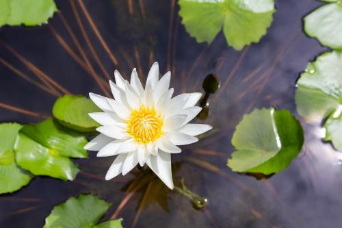a white flower in a pond with green leaves at Lady Naya Villas - SHA Extra Plus in Rawai Beach