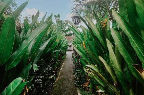 a field of banana plants with a path in the middle at Anggira Villa Ubud in Ubud
