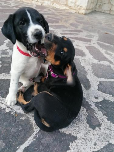 two dogs are sitting next to each other at Agriturismo Etico Le Grazie in Bevagna