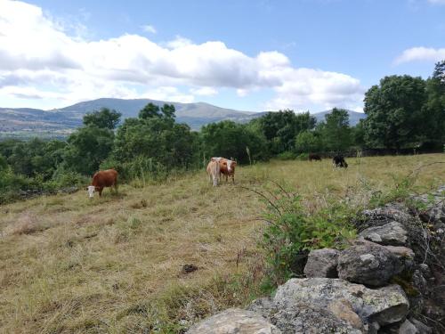 a group of cows grazing in a field at La Casita de Teléfonos in Gargantilla del Lozoya