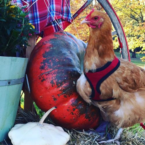 un pollo seduto sull'erba accanto a un grosso melone di Countryside Cottages a Bartonsville