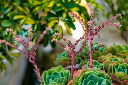 a bunch of green plants with pink flowers at Hotel Rural El Molino de Felipe in Mula