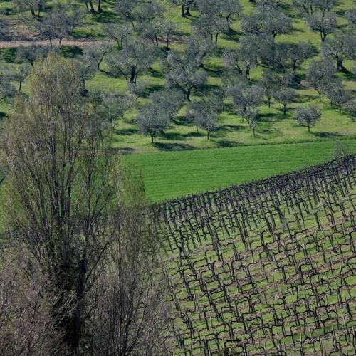 an aerial view of a field with trees and grass at Agriturismo Il Casaletto in Montefranco