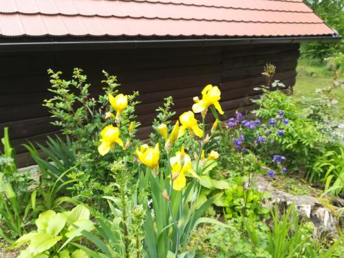 ČAROBNA ŠUMA – Photos 3