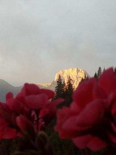 a view of a mountain with red flowers in the foreground at Bed & Breakfast Dolomiti Bey Haus Pinter in Assling