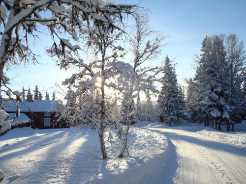 a tree in the snow with the sun shining on it at Fjällriket Baggården in Baggården