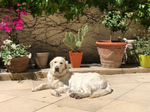 um cão branco deitado no chão junto a vasos de plantas em B&B Villa de Margot em Avignon
