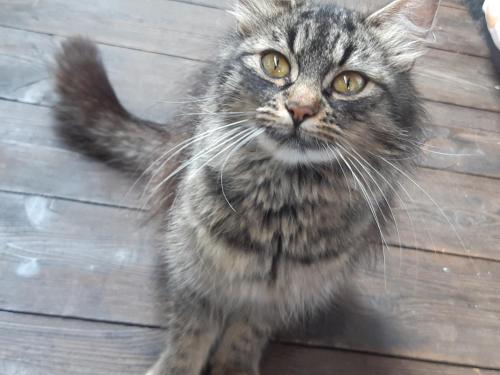 a cat is standing on a wooden floor at Bed & Breakfast Dolomiti Bey Haus Pinter in Assling