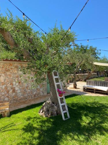 a ladder leaning against a tree in a yard at Aria di Casa Country Resort in Alberobello