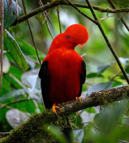 a red bird sitting on a tree branch at Mindo Eco Suite con Rio y Cascada in Mindo