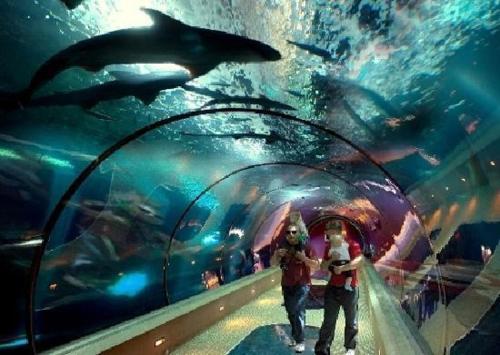 a couple of people walking through an aquarium with sharks at Summer Wind Budget Motel in Newport