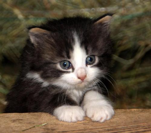 a black and white kitten sitting on a table at Urlaub am Bio-Bauernhof Liebchen in Zeutschach