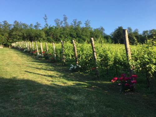 a row of flowers in a field next to a fence at Agriturismo Terre Bianche in Teolo