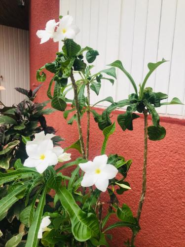 a plant with white flowers in front of a wall at CarthagŌ Manguier in Mbour
