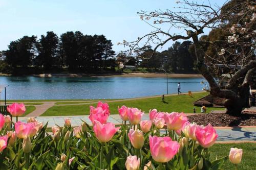 a bunch of pink flowers in front of a lake at Zoo Villas : Villa Zebra - Central Wynyard in Wynyard