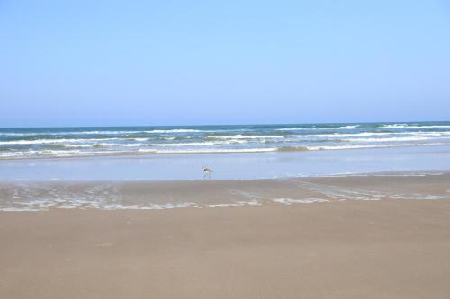 a bird standing on a beach near the ocean at Nosso Chalé na Ilha in Cananéia