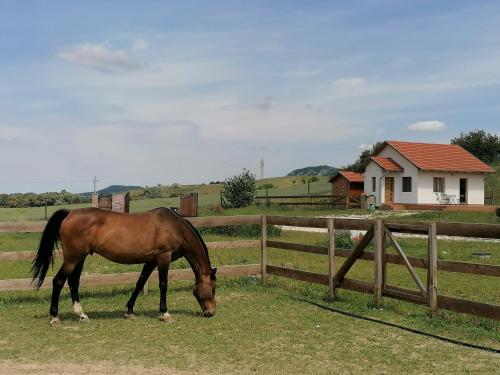 a horse grazing in a field next to a fence at Piliscsévi Vendégház in Piliscsév