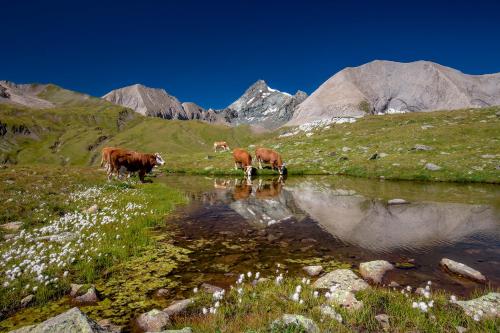 Gallery image of Wanderhotel Taurerwirt in Kals am Großglockner