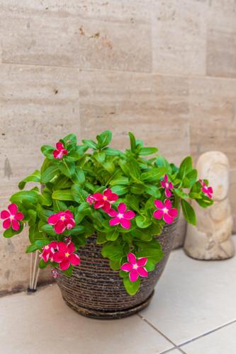 a basket with pink flowers sitting on a counter at סטודיו 10 studio in Eilat