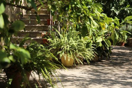 a row of plants in a garden with stairs at Coosy rooms KATARINA in Lumbarda