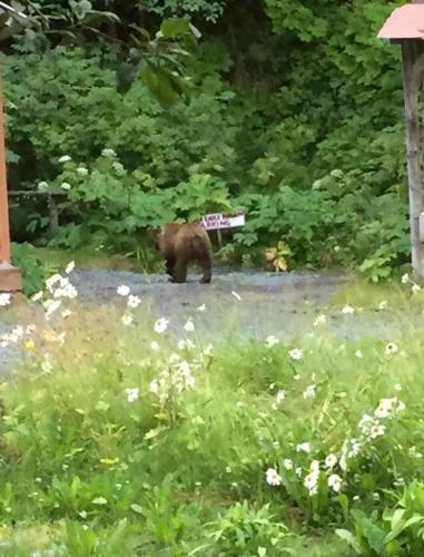 Gambar di galeri bagi Resurrection River Rentals di Seward