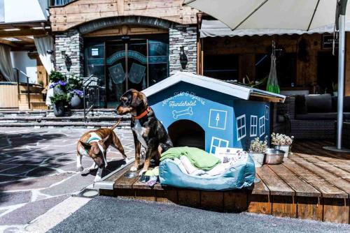two dogs are sitting in a dog house at ALPENHOTEL TYROL - B&B - ADULTS ONLY - Alpines Lifestyle-Konzepthotel - dog friendly in Pertisau