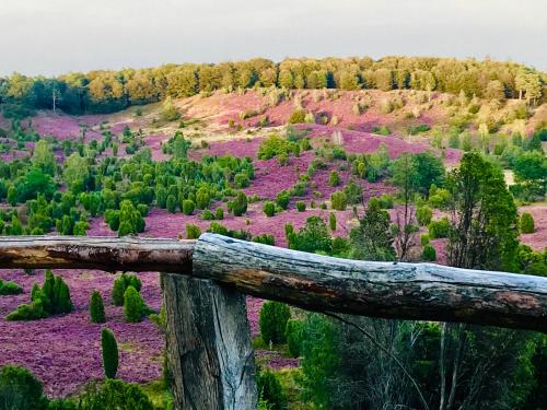 a wooden fence on a hill with purple flowers at Haus Petersen in Undeloh