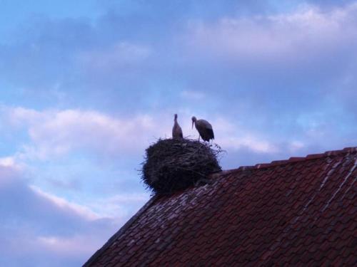 two birds sitting in a nest on top of a roof at Siedlisko Sabinowo in Węgorzewo
