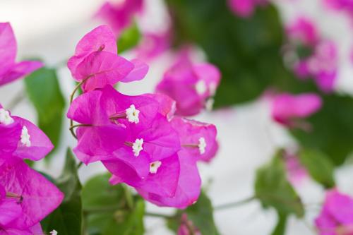 Gallery image of Summer Breeze in Arkasa