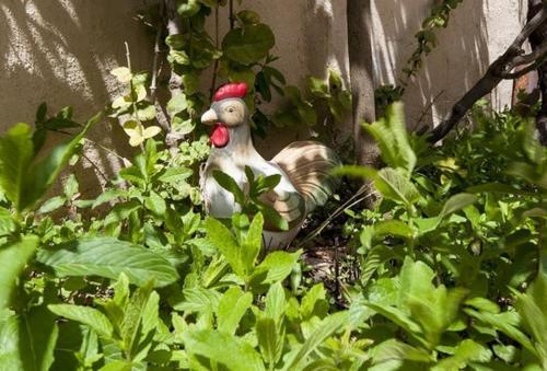 a rubber duck sitting in a garden of plants at 19th Century Magical House in Galilee in ‘Eilabūn