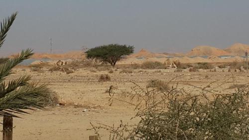 a desert with a tree and animals in the distance at Ras Hasita in H̱aẕeva