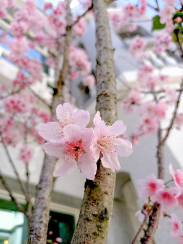 a group of pinkakura trees in front of a building at 林居民宿 in Jinhu