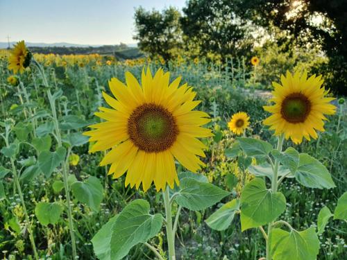 a field of yellow sunflowers in a field at La Collina in Deruta