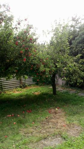 an apple tree with red apples growing on it at Worcester Town Home & Garden in Hindlip