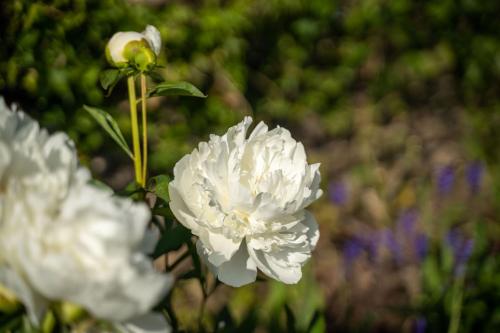 a white flower in a field of flowers at Rising Sun Pub, Restaurant and Rooms in Lacock