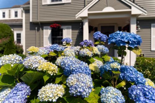 a bunch of blue and white flowers in front of a house at Old Harbor Inn in Chatham