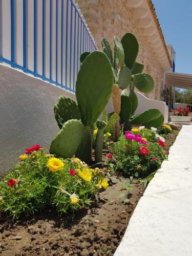 a garden of flowers and cacti in front of a building at Casa Vacanze Brezza di Gaffe in Torre di Gaffe