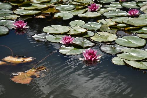 a group of pink water lilies in a pond at KIŽIN House, Cozy apartments by Istrian Embrace in Brezovica pri Gradinu