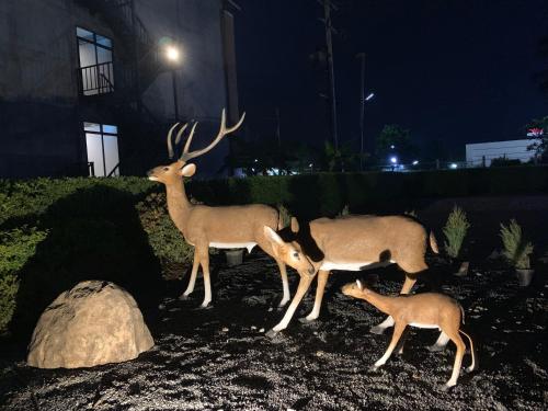 Zvířata v hotelu nebo okolí