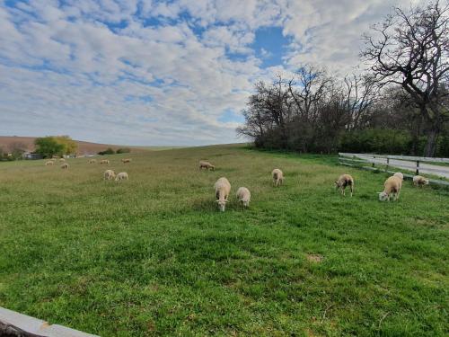 a herd of sheep grazing in a field of grass at u Ďurkových in Žabokreky nad Nitrou