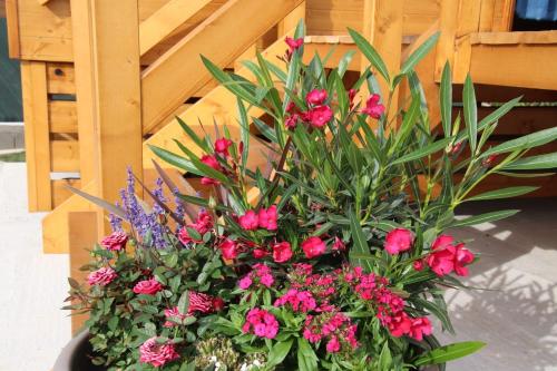 um ramo de flores cor-de-rosa ao lado de uma cerca em L'Insolite Jurassienne em Dompierre-sur-Mont