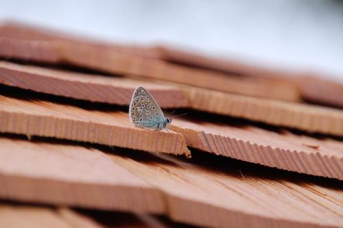 motyl siedzący na dachu w obiekcie L'Insolite Jurassienne w mieście Dompierre-sur-Mont