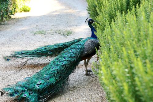 a peacock standing on the ground next to a bush at Resort Fontes Episcopi in Aragona