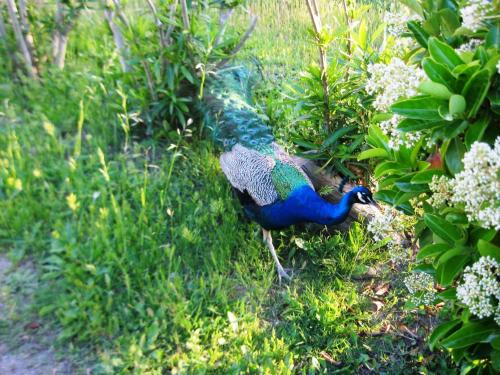 a peacock standing in the grass near some flowers at Hotel Tenuta San Francesco in Barletta