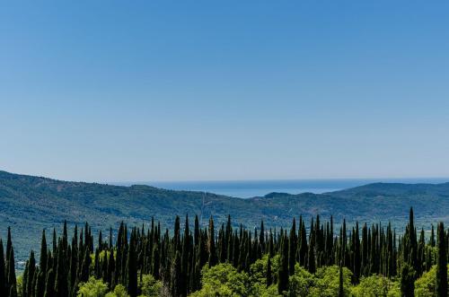 a group of cypress trees in the hills at Villa Mateo with Private Pool in Gruda