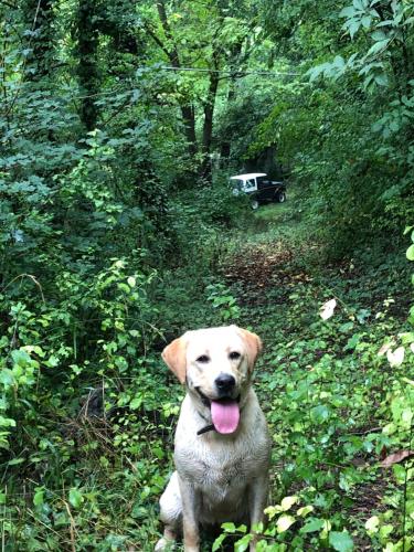 a dog sitting in the woods with its tongue out at La Porta Nel Giardino in Asti