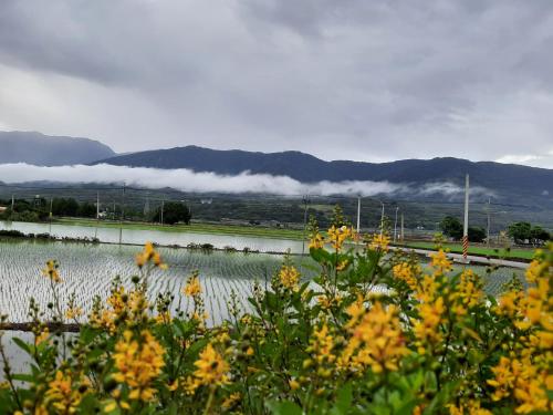 a field of yellow flowers with mountains in the background at Ode to Mansions B&B in Chishang