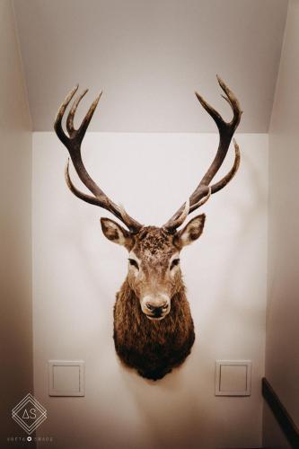 a mounted deer head on a wall at Agroturystyka pod jeleniem in Milicz
